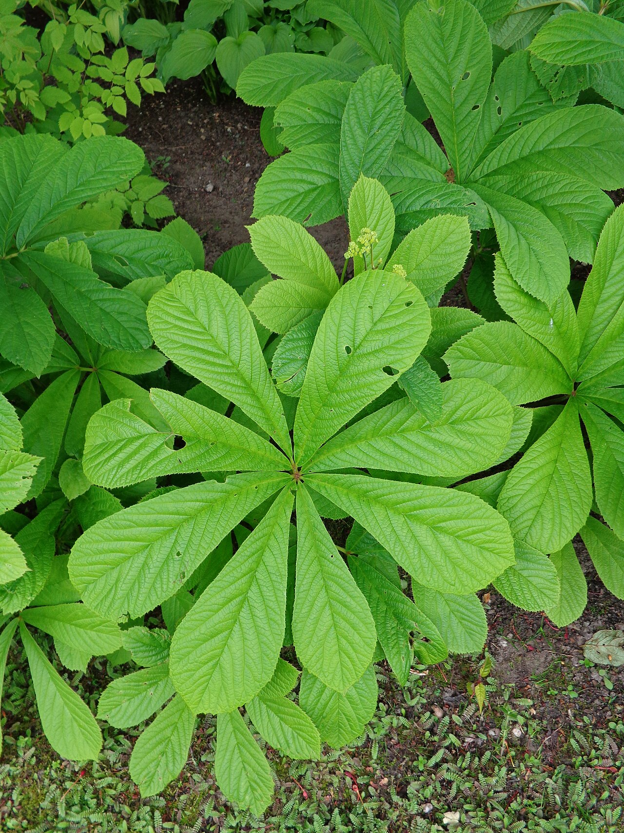 Rodgersia aesculifolia: Picture taken at Larenstein, Velp, the Netherlands