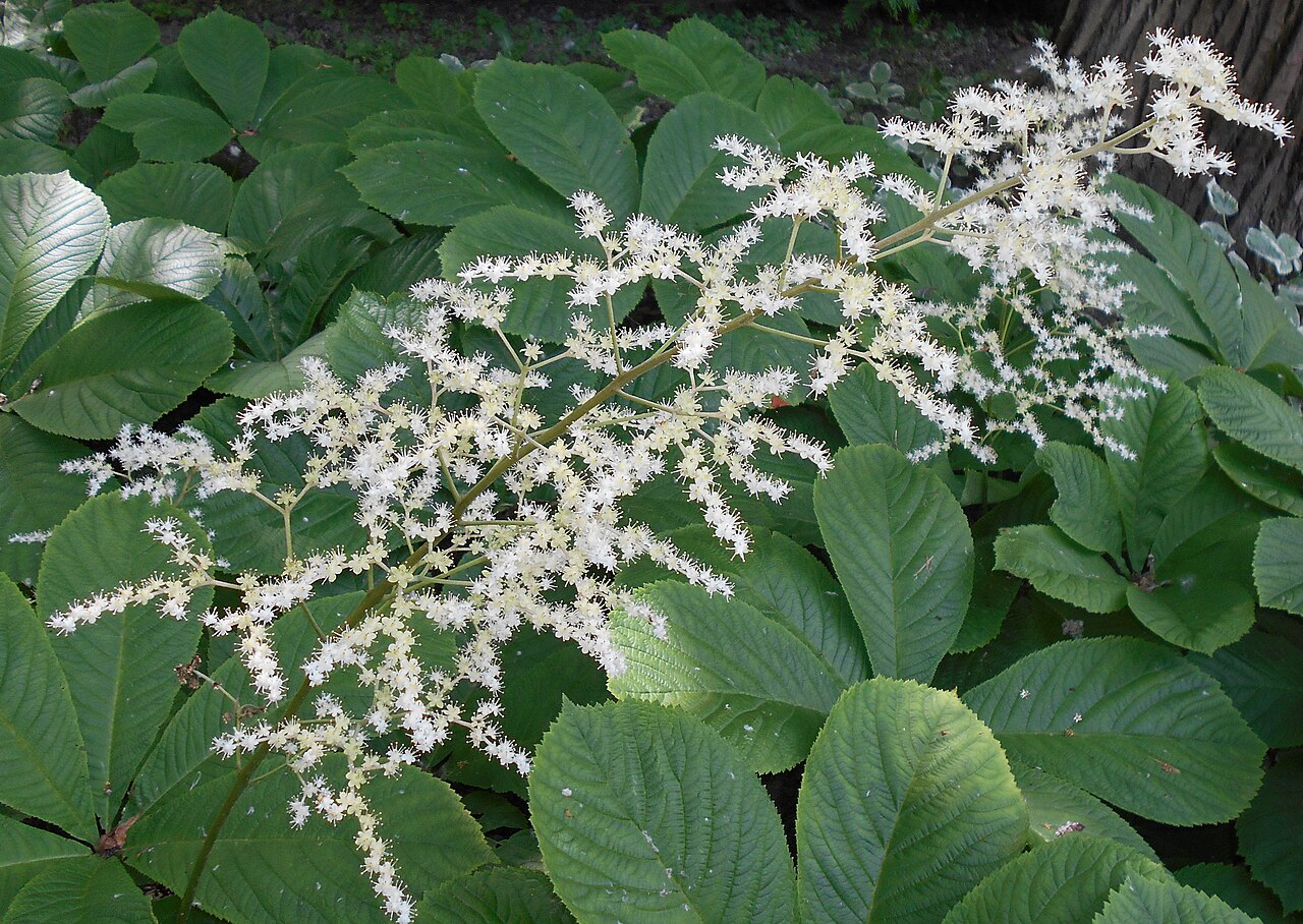 Rodgersia aesculifolia: Rodgersja kasztanowcolistna ( Rodgersia aesculifolia ), Ogród Botaniczny UMCS, Lublin, Polska.