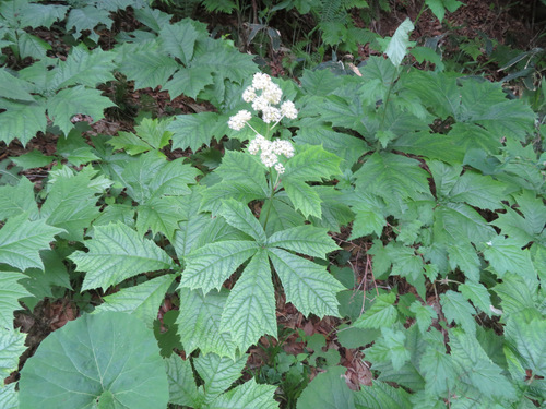 Rodgersia podophylla (Rodgersia podophylla)