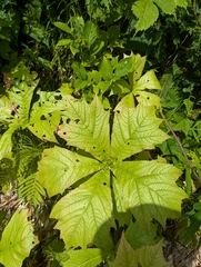 Rodgersia podophylla (Rodgersia podophylla)
