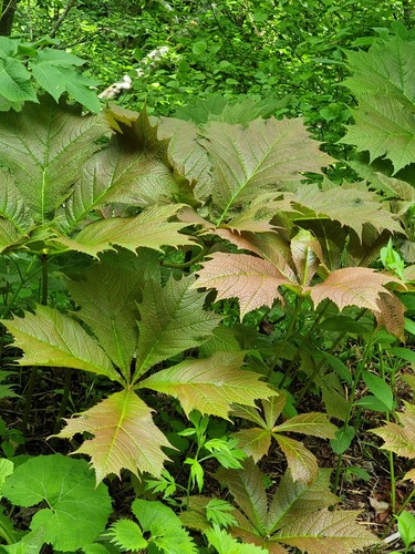 Rodgersia podophylla (Rodgersia podophylla)