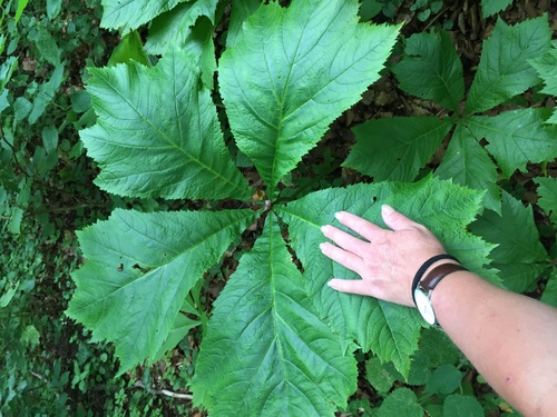 Rodgersia podophylla (Rodgersia podophylla)