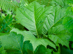 Rodgersia podophylla (Rodgersia podophylla)