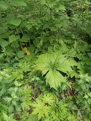 Rodgersia podophylla (Rodgersia podophylla)
