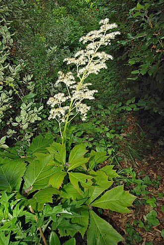 Rodgersia podophylla: Rodgersia podophylla growing in Wales.