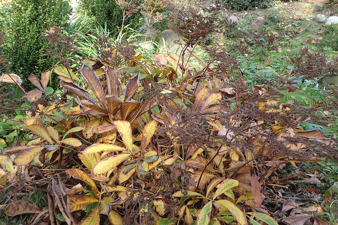 Rodgersia sambucifolia: Rodgersia sambucifolia in the UMCS Botanical Garden in Lublin