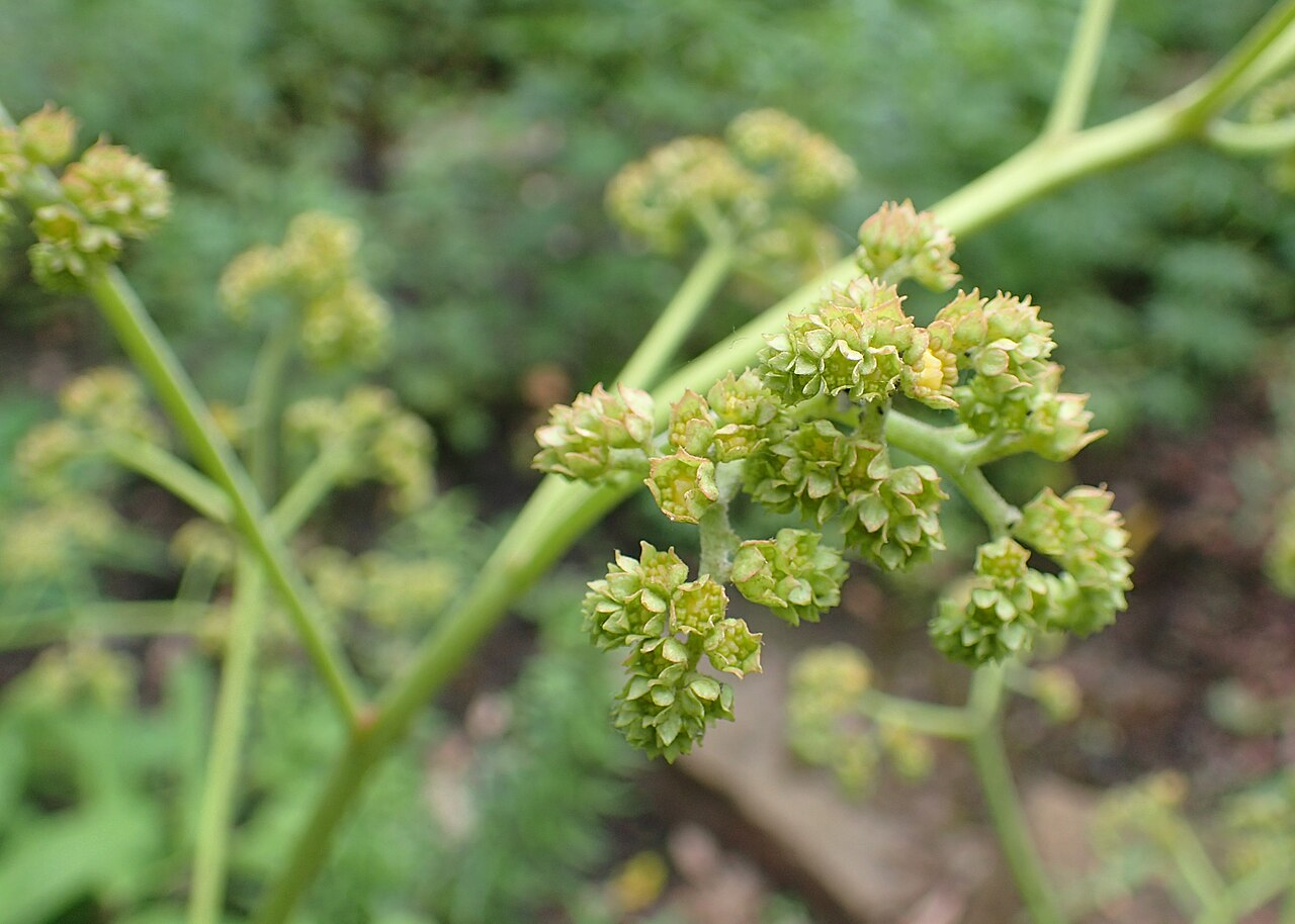 Rodgersia sambucifolia: Rodgersia sambucifolia in the Botanischer Garten, Berlin-Dahlem