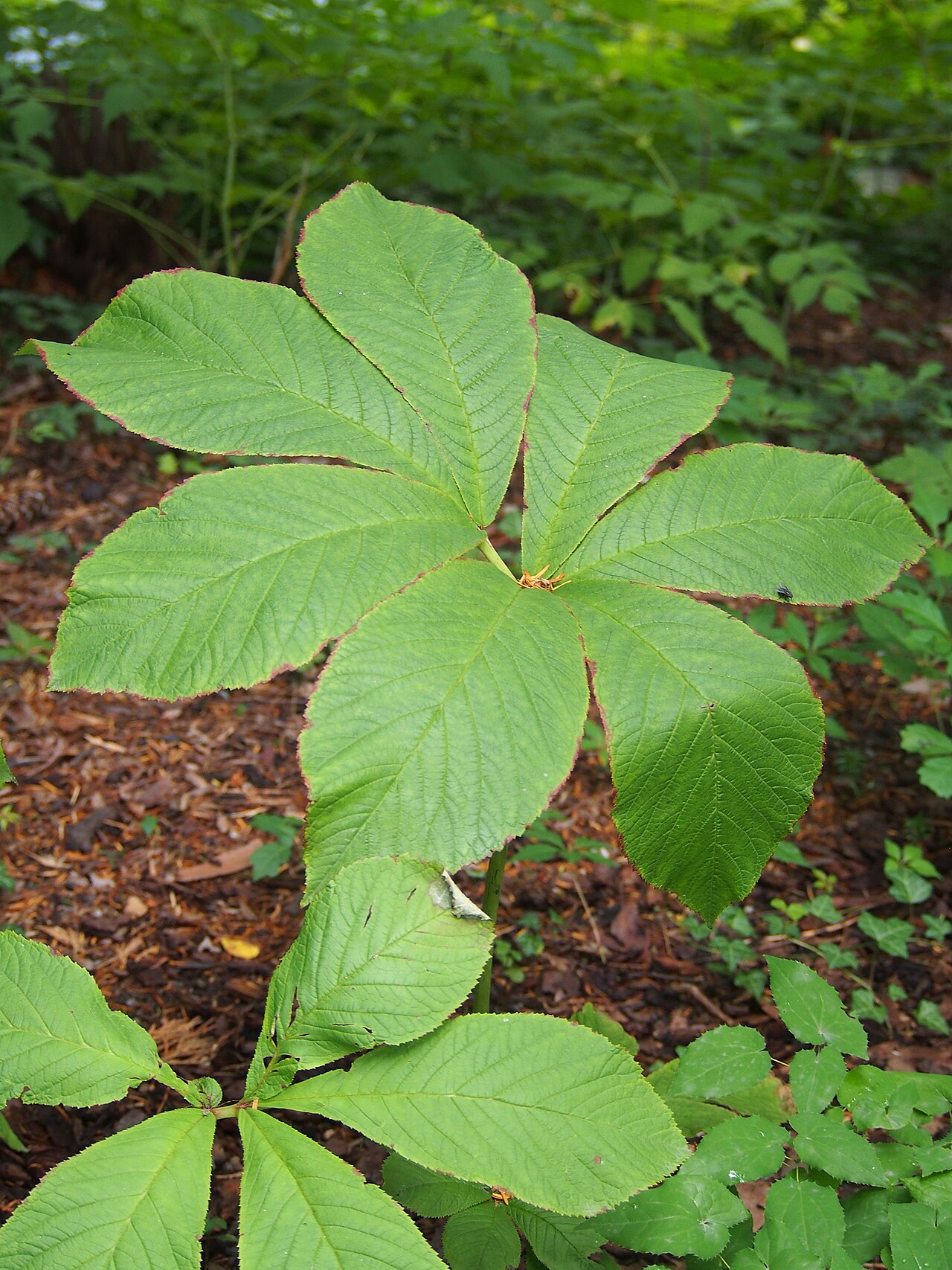 Rodgersia sambucifolia: Rodgersia sambucifolia leaves, a plant cultivated in the Wrocław University Botanical Garden, Wrocław, Poland.