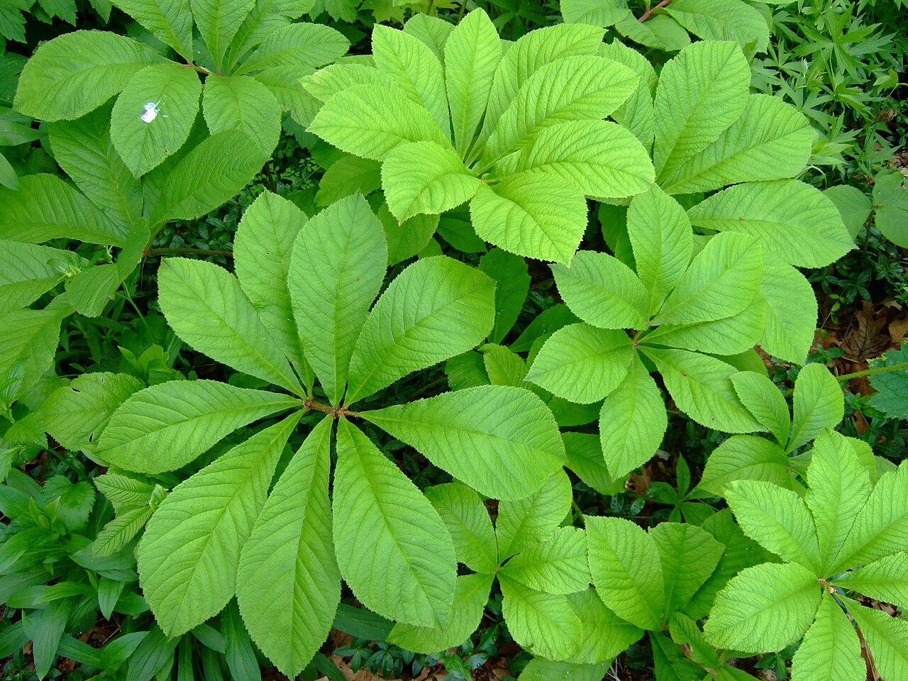 Rodgersia sambucifolia: Rodgersia sambucifolia in the garden of botanist Robert R. Kowal, in Madison, Wisconsin.