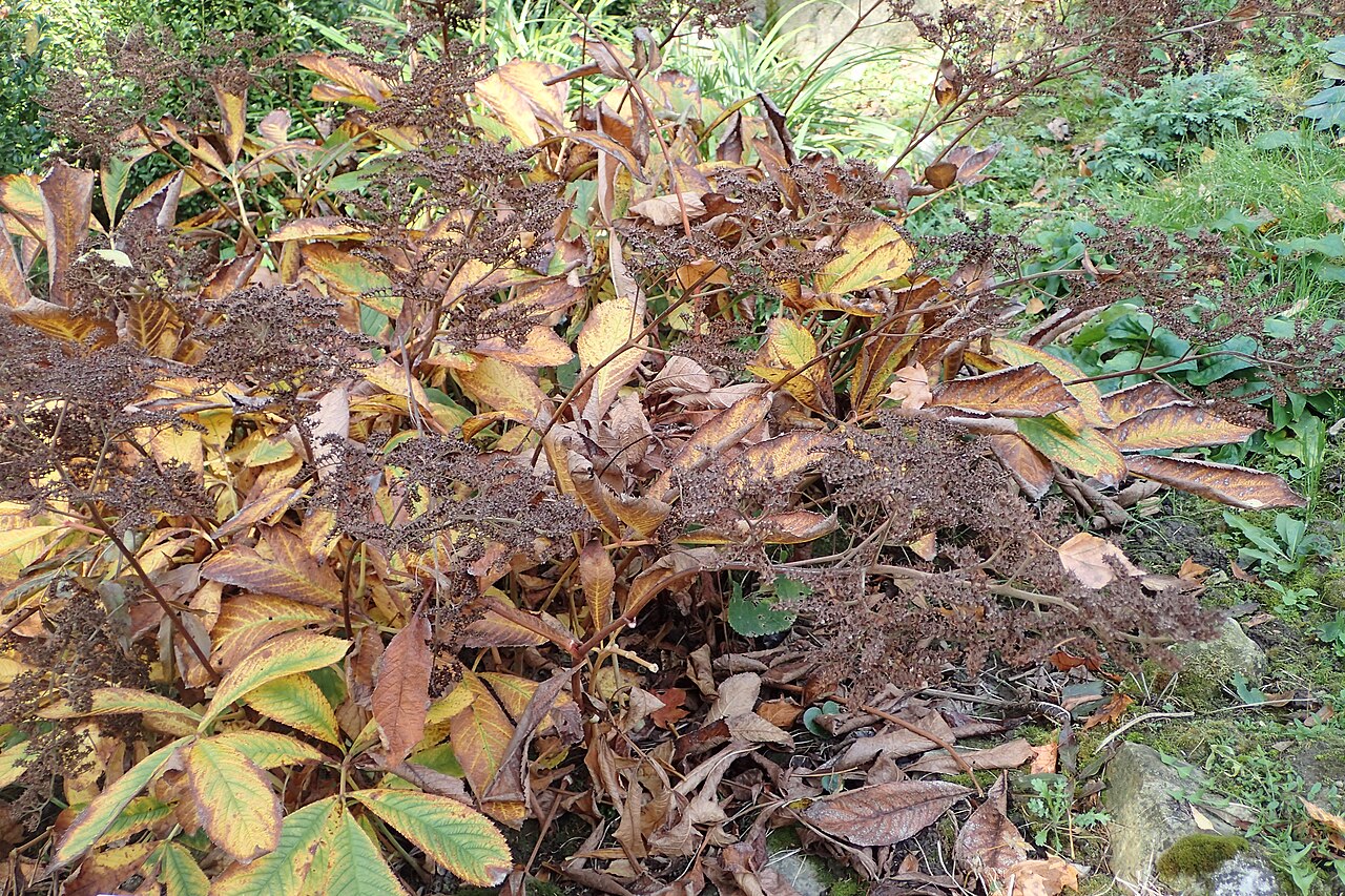 Rodgersia sambucifolia: Rodgersia sambucifolia in the UMCS Botanical Garden in Lublin