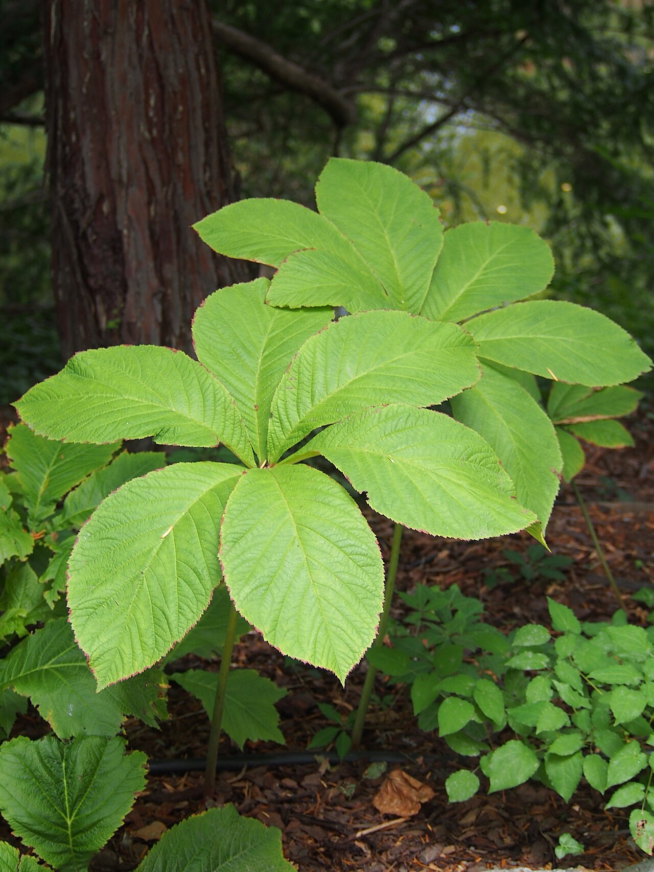 Rodgersia sambucifolia: Rodgersia sambucifolia leaves, a plant cultivated in the Wrocław University Botanical Garden, Wrocław, Poland.