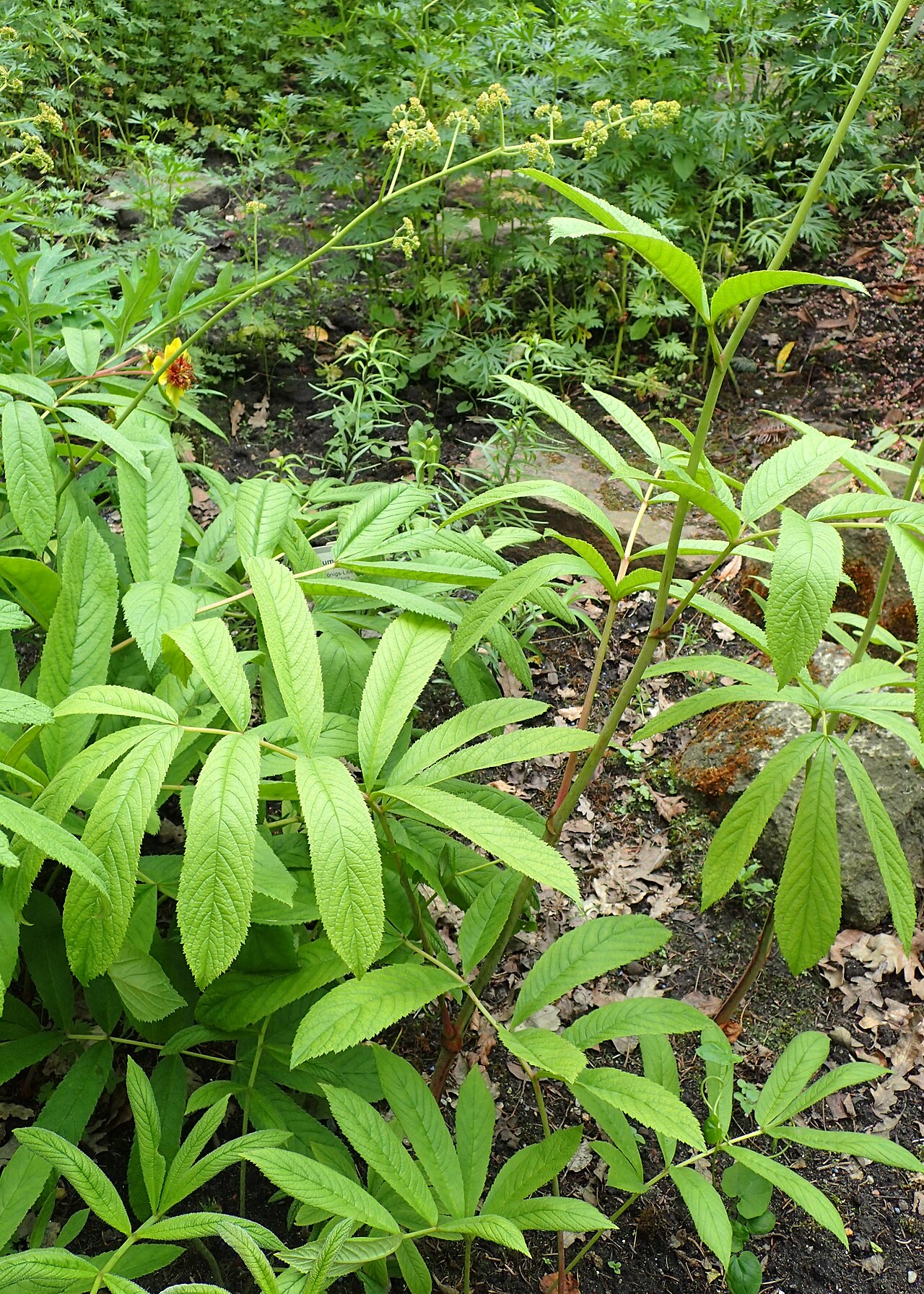 Rodgersia sambucifolia: Rodgersia sambucifolia in the Botanischer Garten, Berlin-Dahlem