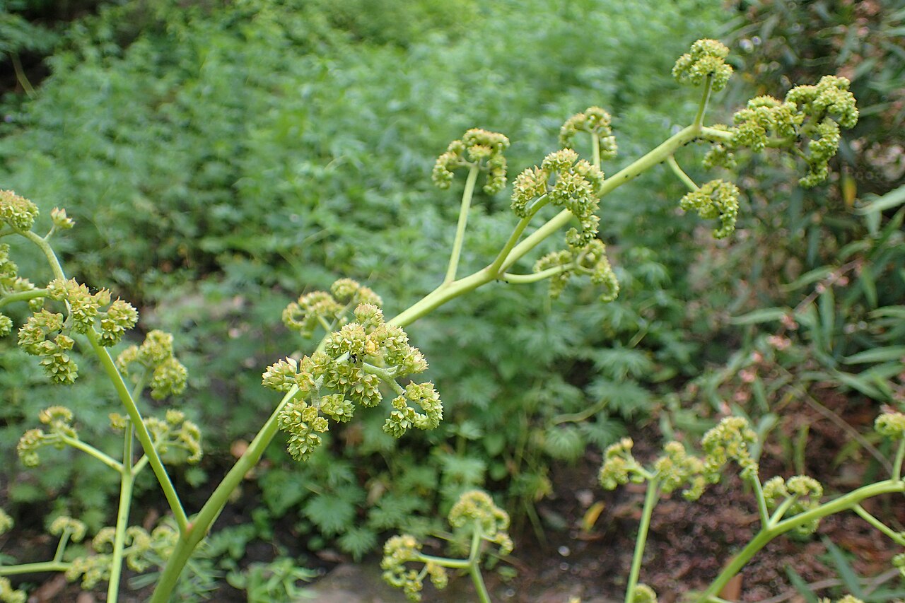 Rodgersia sambucifolia: Rodgersia sambucifolia in the Botanischer Garten, Berlin-Dahlem