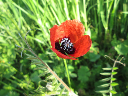 Long pricklyhead poppy (Roemeria argemone)