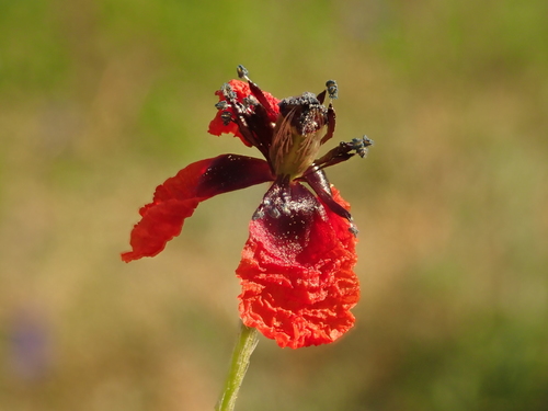 Long pricklyhead poppy (Roemeria argemone)