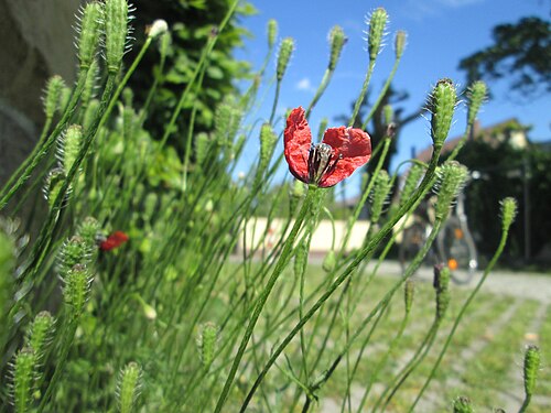 Long pricklyhead poppy: Sand-Mohn ( Papaver argemone ) in Hockenheim - ursprünglich aus dem Mittelmeerraum, hier eher selten