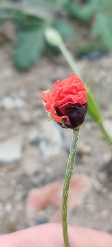 Long pricklyhead poppy (Roemeria argemone)