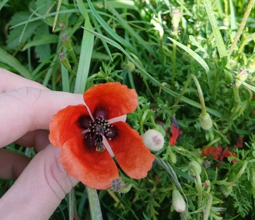 Long pricklyhead poppy (Roemeria argemone)