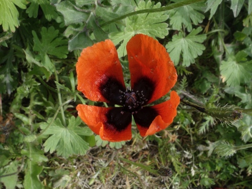 Long pricklyhead poppy (Roemeria argemone)