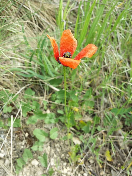 Long pricklyhead poppy: Habitus Taxonym: Papaver argemone ss Fischer et al. EfÖLS 2008 ISBN 978-3-85474-187-9 Location: Steinbruchberg next to Schletz, district Mistelbach, Lower Austr