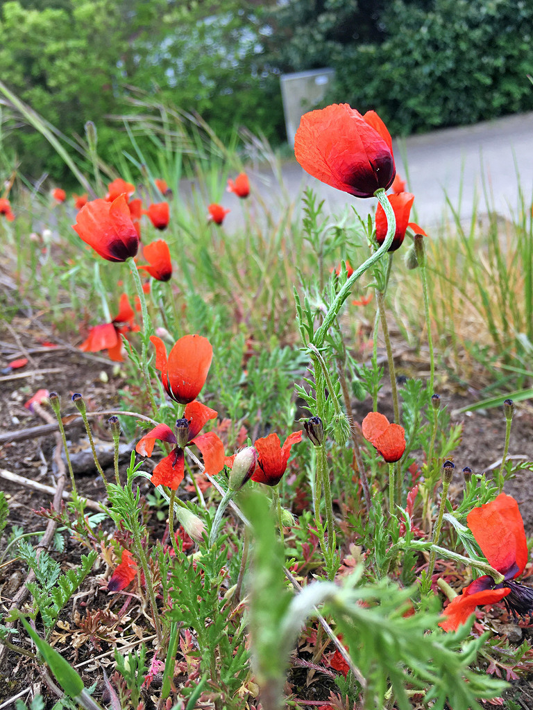 Long pricklyhead poppy (Roemeria argemone)