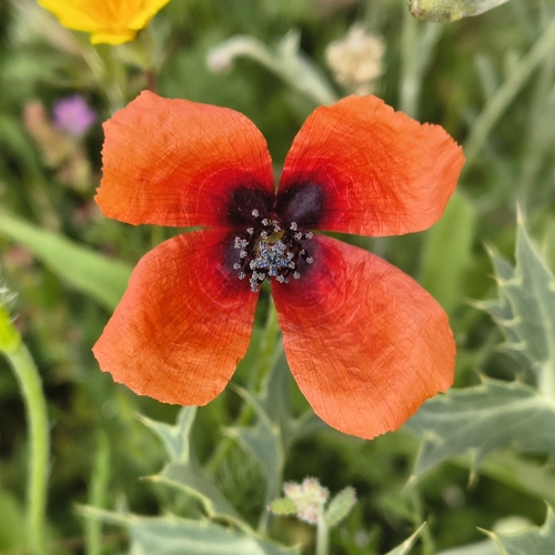 Long pricklyhead poppy (Roemeria argemone)