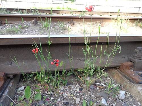 Long pricklyhead poppy: Papaver argemone. Found in Latvia