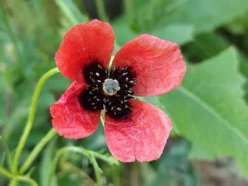 Long pricklyhead poppy (Roemeria argemone)