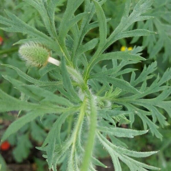 Round pricklyhead poppy (Roemeria hispida)