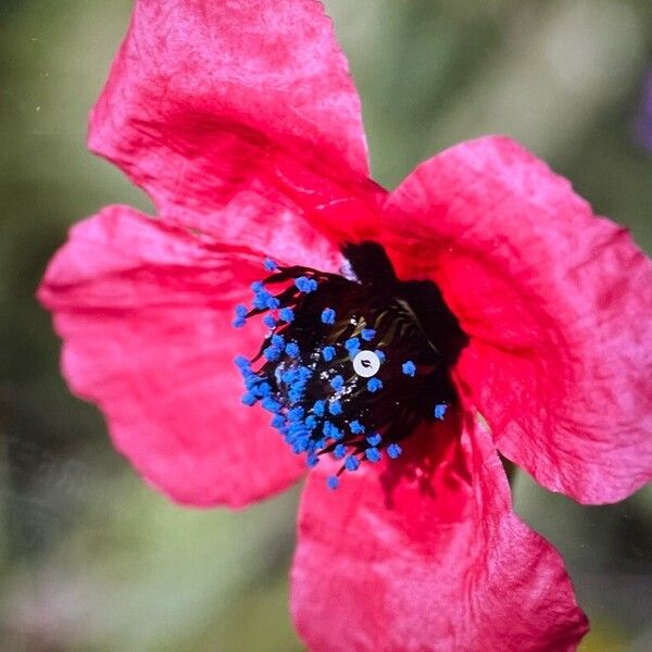 Round pricklyhead poppy (Roemeria hispida)