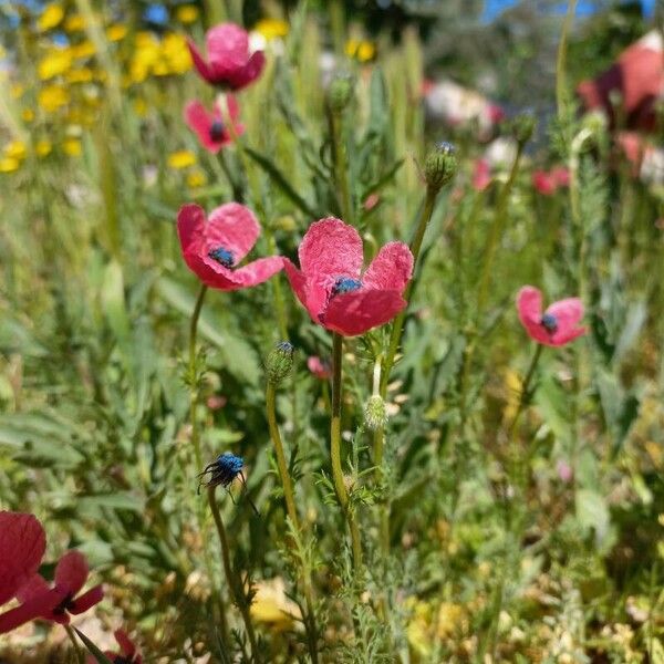 Round pricklyhead poppy (Roemeria hispida)