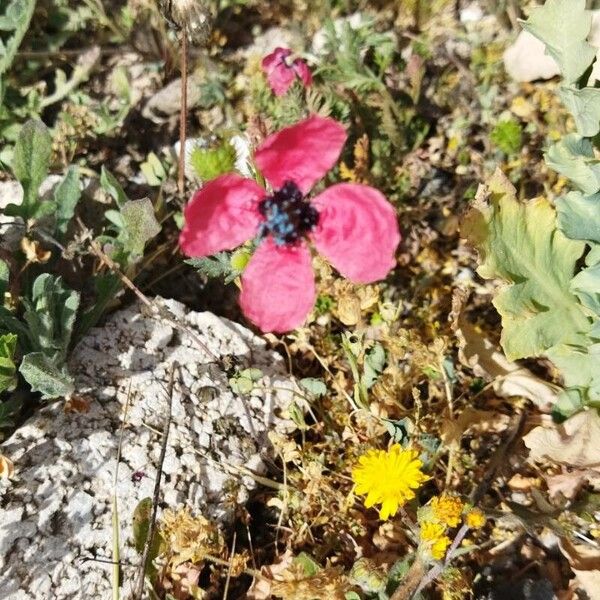 Round pricklyhead poppy (Roemeria hispida)