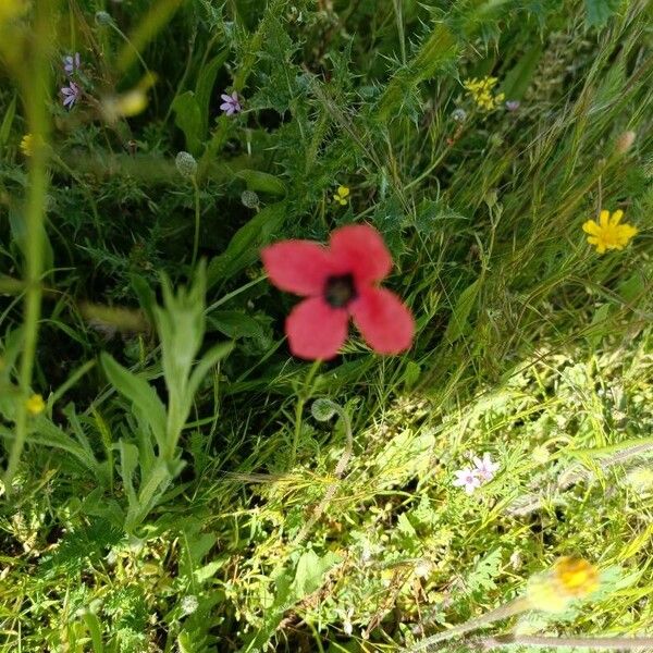 Round pricklyhead poppy (Roemeria hispida)