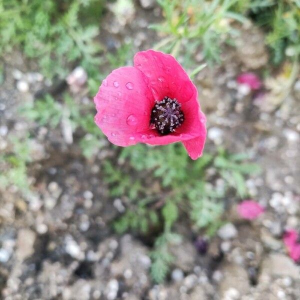 Round pricklyhead poppy (Roemeria hispida)