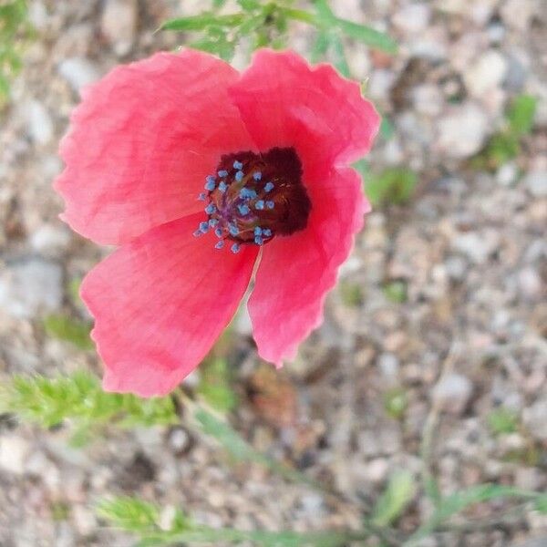 Round pricklyhead poppy (Roemeria hispida)
