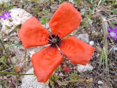 Roemeria nigrotincta (Roemeria nigrotincta)