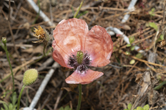 Roemeria nigrotincta (Roemeria nigrotincta)