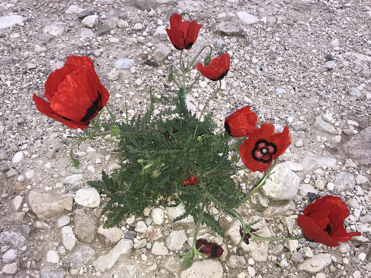 Roemeria pavonina: Peacock Poppy (Roemeria pavonina). Species of plant.
