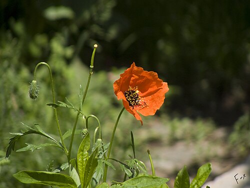 Spotted Asian poppy: Roemeria refracta