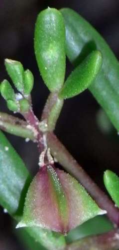 Sand twinleaf (Roepera ammophila)