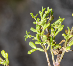 Sand twinleaf (Roepera ammophila)