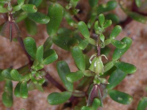 Sand twinleaf (Roepera ammophila)
