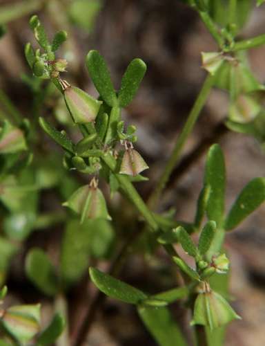 Sand twinleaf (Roepera ammophila)