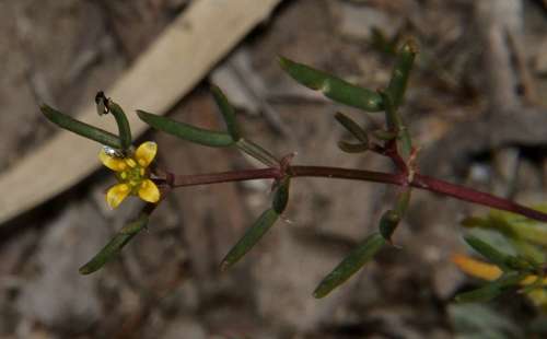 Roepera angustifolia (Roepera angustifolia)