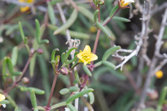 Roepera angustifolia (Roepera angustifolia)