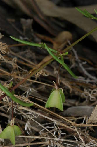 Roepera angustifolia (Roepera angustifolia)
