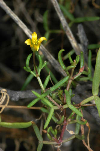Roepera angustifolia (Roepera angustifolia)