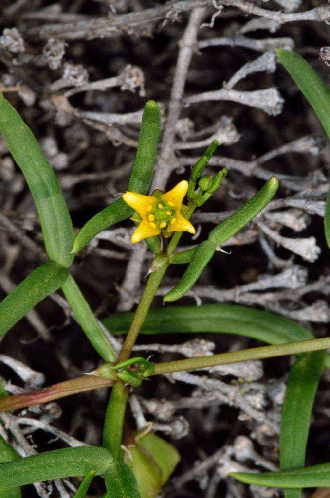 Roepera angustifolia (Roepera angustifolia)