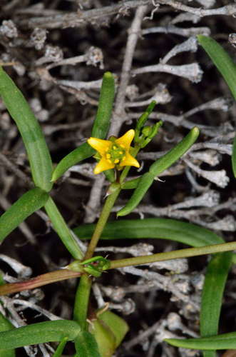Roepera angustifolia (Roepera angustifolia)