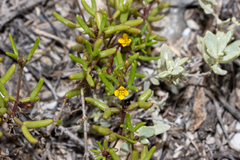 Roepera angustifolia (Roepera angustifolia)